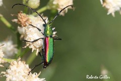 Chrysoprasis aurigena
