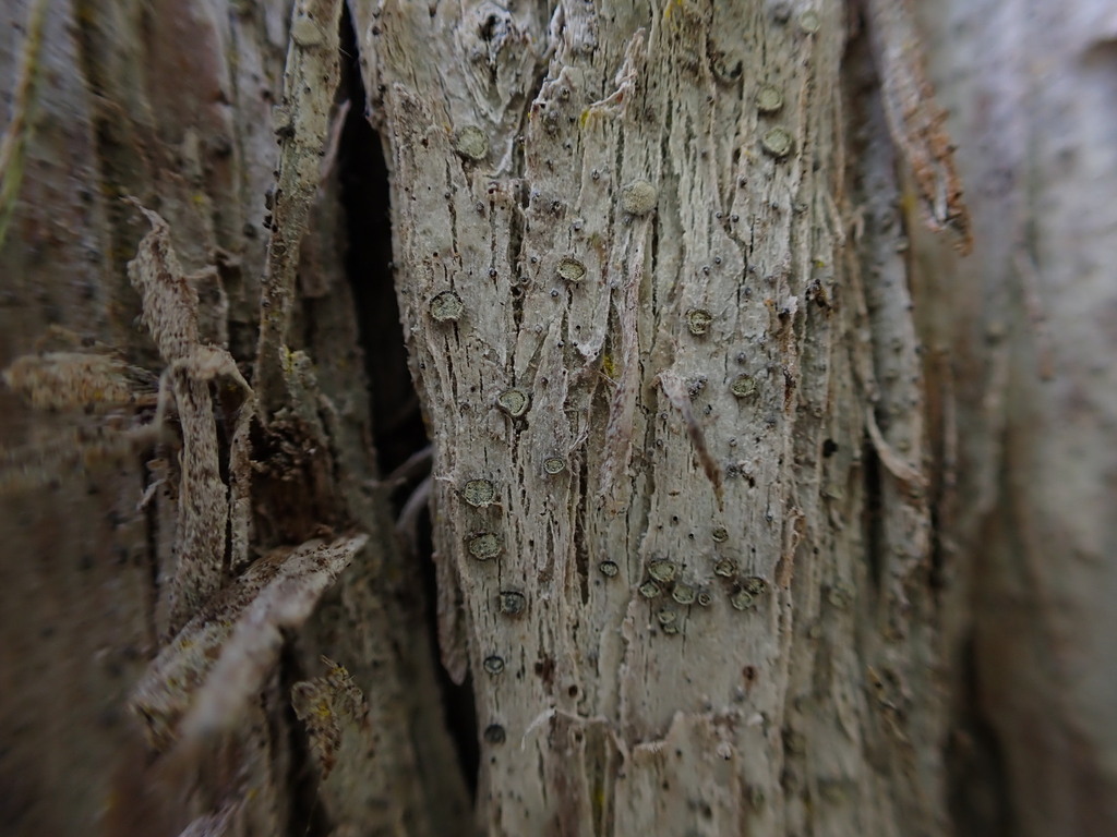 Lecanactis totarae