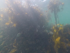 Diplodus hottentotus