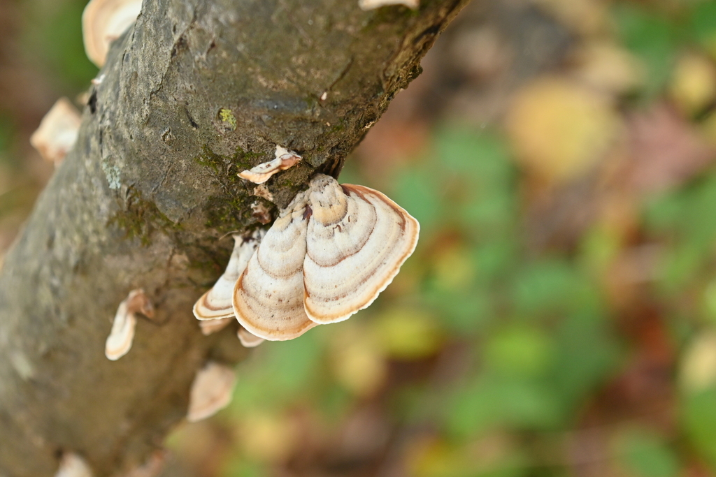 Stereum lobatum · November 2025 · photo: © merkertgrace (iNaturalist, cc-by)