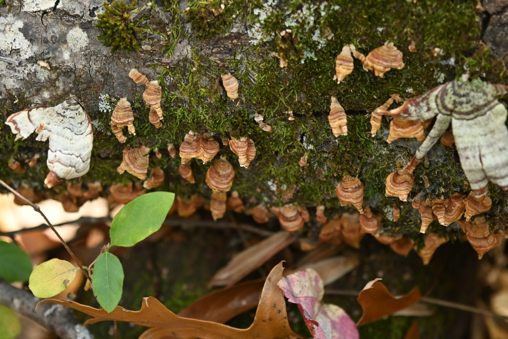 Stereum complicatum · November 2025 · photo: © merkertgrace (iNaturalist, cc-by)