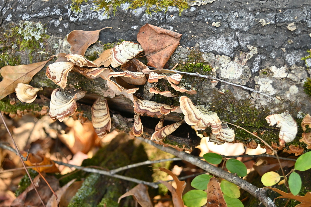 Stereum lobatum · November 2025 · photo: © merkertgrace (iNaturalist, cc-by)