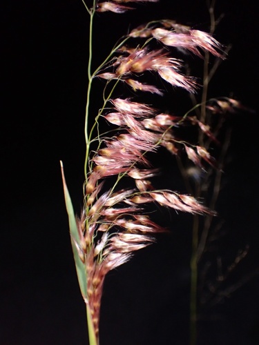 Melinis repens observed 2025-11-08