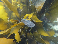 Haploblepharus pictus