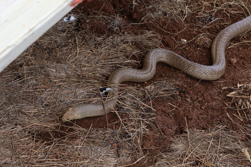 Eastern Brown Snake sighting