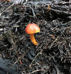 Hygrocybe marchii