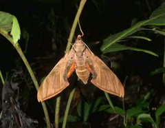 Protambulyx