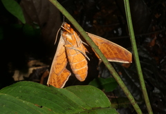 Protambulyx