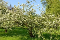 Malus sargentii