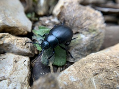 Timarcha goettingensis