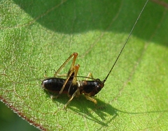 Conocephalus nigropleurum