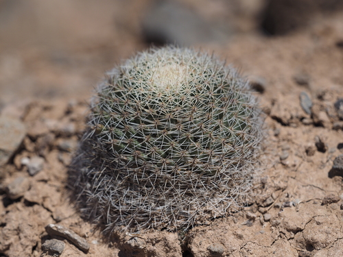 Mammillaria brandegeei