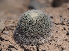 Mammillaria brandegeei