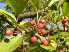 Malus sargentii