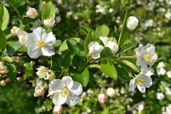 Malus sargentii