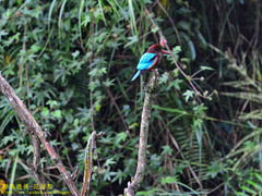 Halcyon smyrnensis fusca