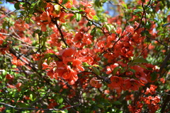 Chaenomeles × superba