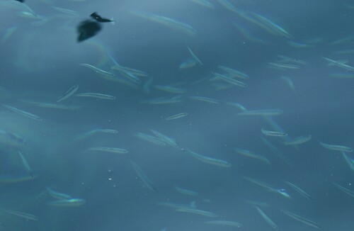 Spratelloides, 2025-11-11