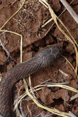 Tiger Snake sighting