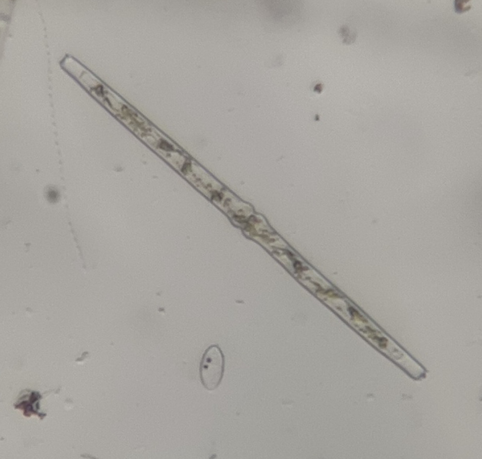 Pleurotaenium sceptrum