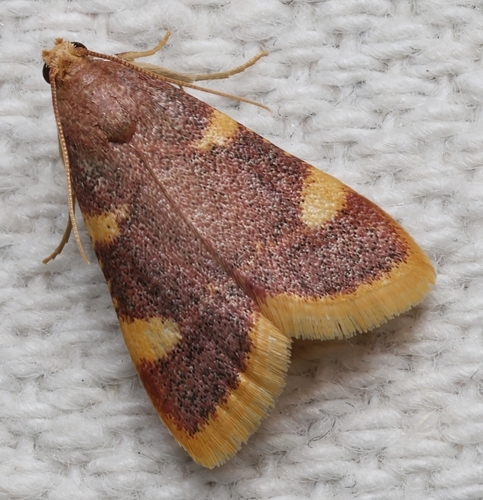 Clover Hayworm Moth photo 5