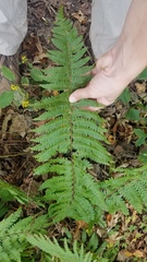 Polystichum × potteri