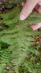 Polystichum × potteri