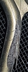 Triplectidinae