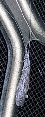 Triplectidinae