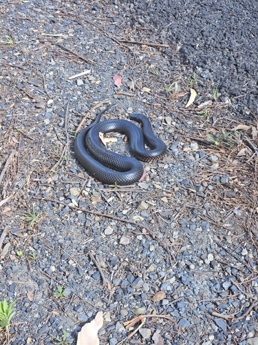 Red-bellied Black Snake sighting