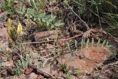 Astragalus bossuensis