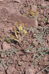 Astragalus bossuensis