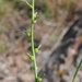 Litwinowia tenuissima - Photo (c) vladimir_epiktetov, algunos derechos reservados (CC BY-NC), subido por vladimir_epiktetov