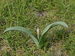 Allium protensum