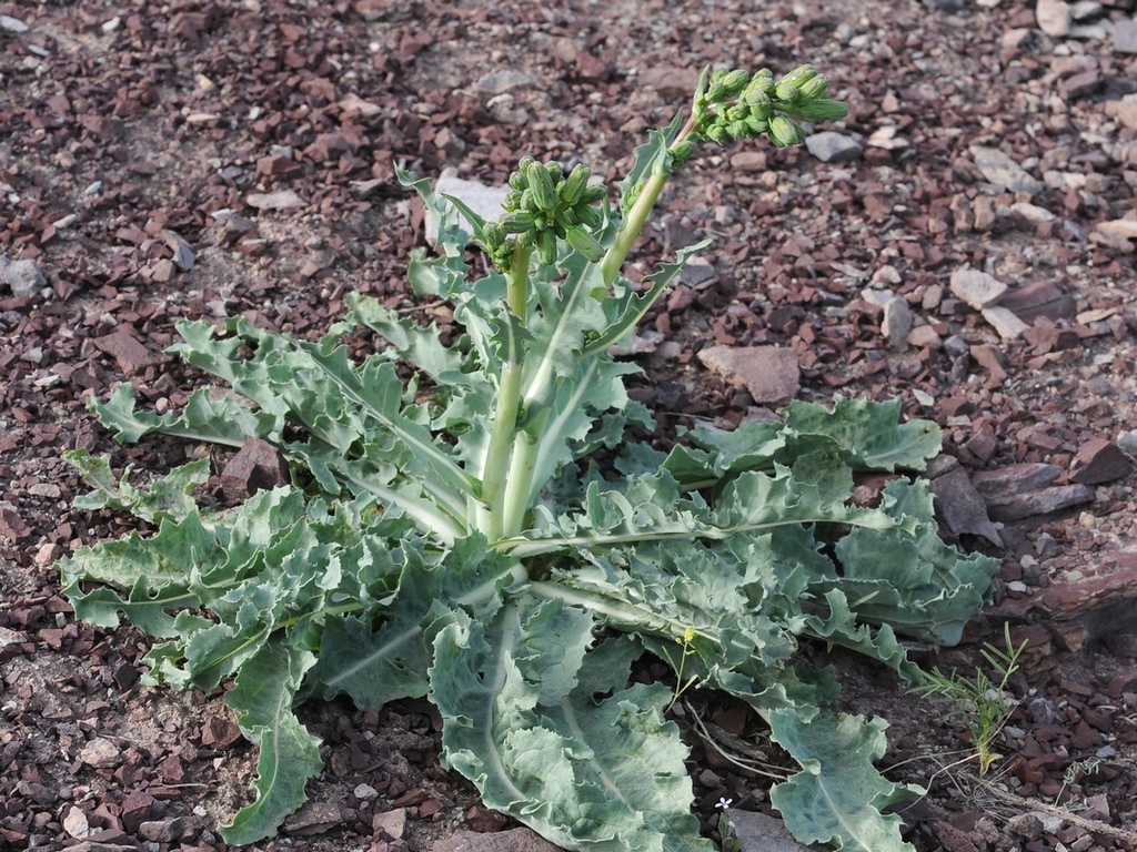 Lactuca crambifolia