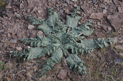 Arctium karatavicum