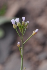 Goldbachia torulosa