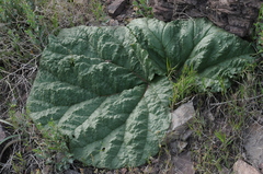 Rheum tataricum