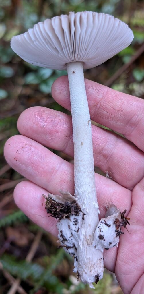 Amanita constricta
