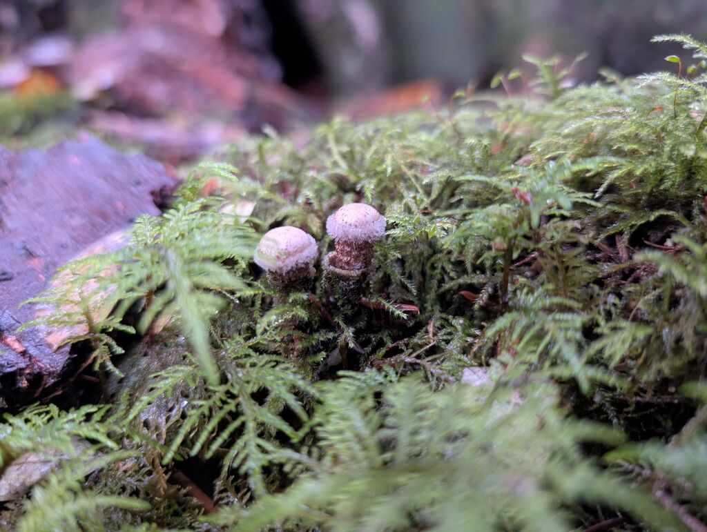 Nidula candida · November 2025 · photo: © michaelshan (iNaturalist, cc-by-nc)