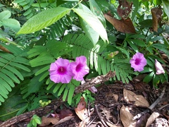Ipomoea mauritiana