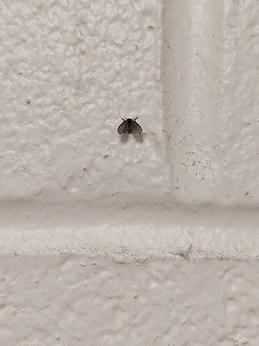 Unknown species found near State College, PA 16801, USA