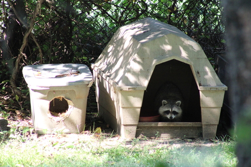 Common Raccoon photographed in New Jersey