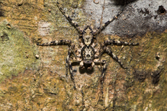 Phaeacius malayensis