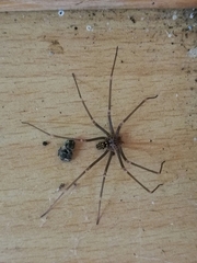 Loxosceles simillima