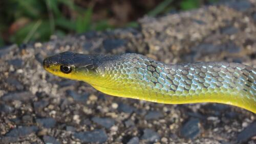 Common Tree Snake sighting