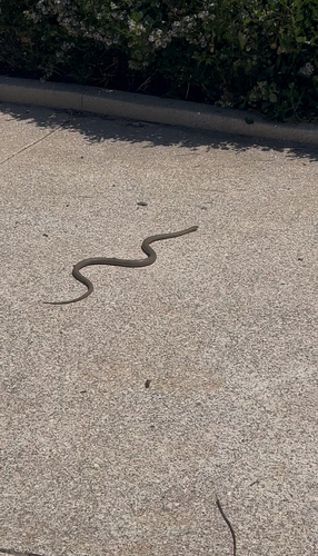 Eastern Brown Snake sighting