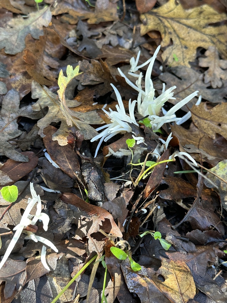 Clavaria fragilis · November 2025 · photo: © gretchenparadis (iNaturalist, cc-by-nc)