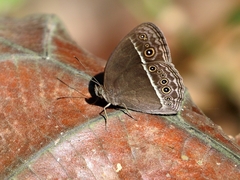 Mycalesis horsfieldi