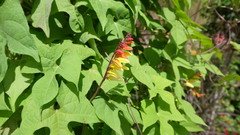Ipomoea lobata